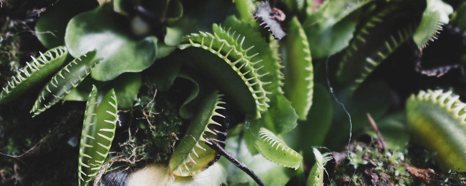 The Venus Flytrap Strategy: Lessons for Business Leaders