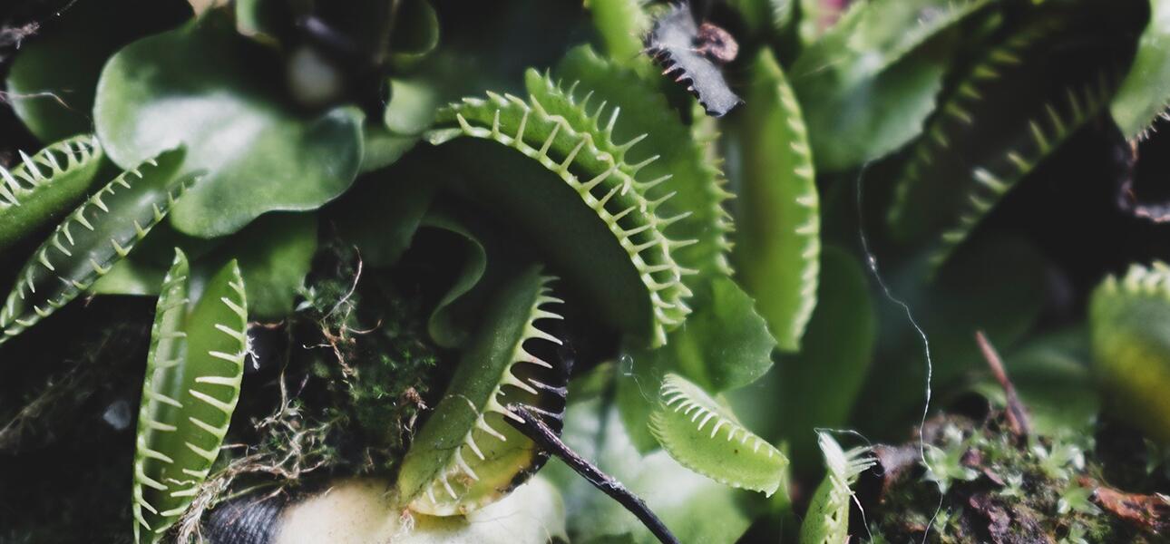 Flytrap Strategy Lessons for Business leaders