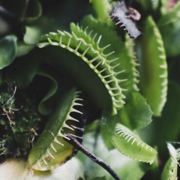 Flytrap Strategy Lessons for Business leaders