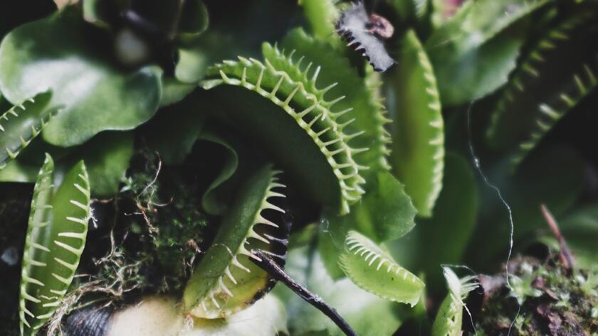 Flytrap Strategy Lessons for Business leaders